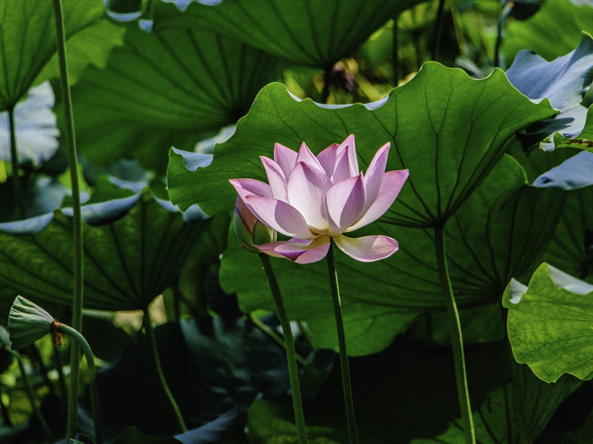 Pink lotus flower